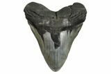 Fossil Megalodon Tooth - South Carolina #186676-1